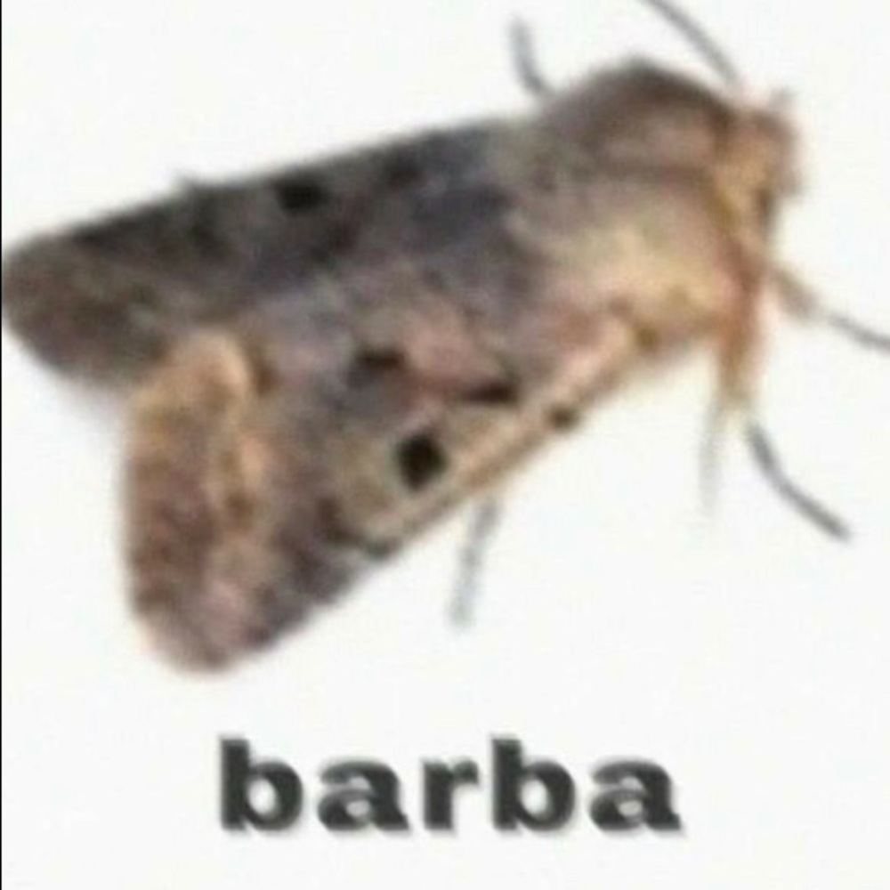 Meet your Posher, Zoe